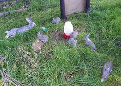 some rabbits are laying in the grass by a fence with an egg and water bottle