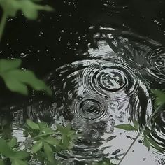 raindrops are reflected in the water on a rainy day with green leaves surrounding them