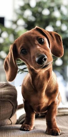 a small brown dog sitting on top of a couch