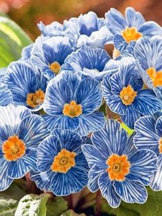 blue flowers with yellow centers in a garden