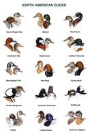 Duck Species Identification Chart