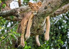 a lion cub climbing up the side of a tree