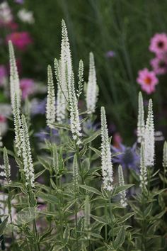 some very pretty white flowers in a field