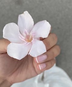 a person holding a flower in their hand