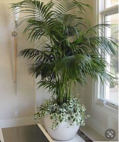 a large potted plant sitting on top of a white table next to a window