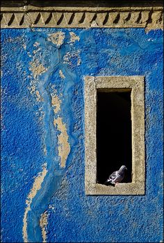 a bird sitting in the window of a blue building