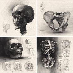 four different views of the human body and their skeleton parts are shown in black and white