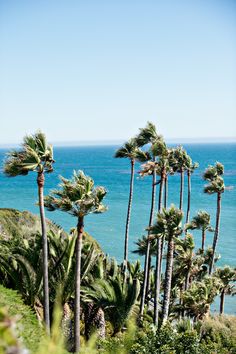 some palm trees and the ocean on a sunny day