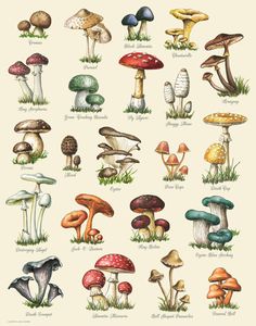 many different types of mushrooms are shown in this illustration, including one that looks like it's growing out of the ground