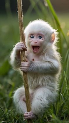 a small white monkey sitting on top of a grass covered field holding a wooden stick