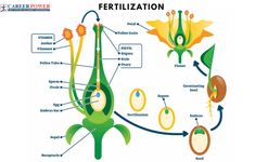 an image of the fertitification process in plants and their functions to grow them