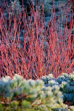 some red and green plants with snow on them