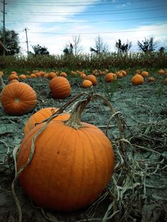 several pumpkins sitting in the middle of a field