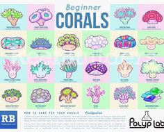 a poster with different types of corals on it