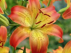 an orange and yellow flower with green leaves in the foreground, surrounded by other flowers