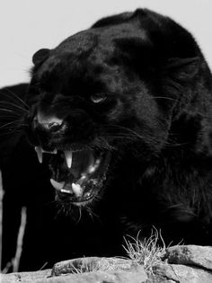 a black leopard with it's mouth open and its teeth wide open, standing on some rocks