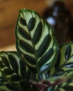 a close up of a green and white plant