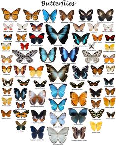 the butterflies are all different colors and sizes