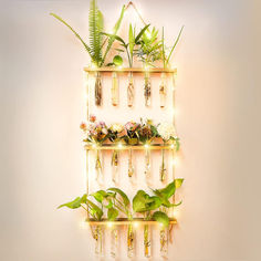 a wall mounted shelf filled with lots of plants