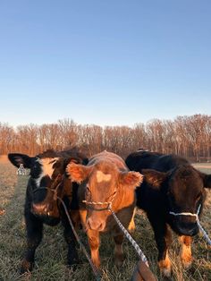 three cows tied up in a field with trees in the background