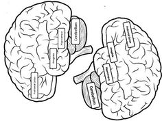 These brains can be printed and stapled to construction paper for headbands.  Students can learn about the parts of the brain and how each part works to help them be in the different brain states.