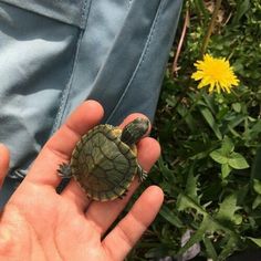 a person holding a small turtle in their hand