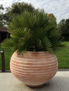 a large potted plant sitting on top of a cement slab next to a park