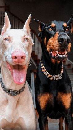 two dogs standing next to each other on the ground with their mouths open and tongue out