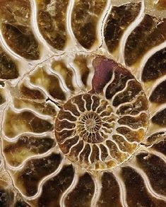 an ammonet shell is shown in close up, showing the intricate pattern on it