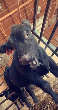 a black cow laying on top of hay in a pen with its mouth open and tongue out