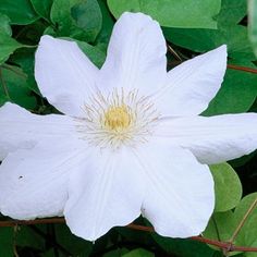 a white flower with green leaves in the background