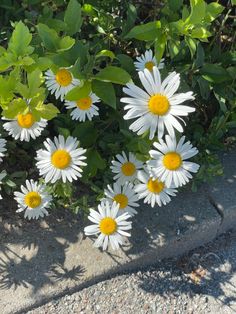 some white and yellow flowers are growing in the dirt