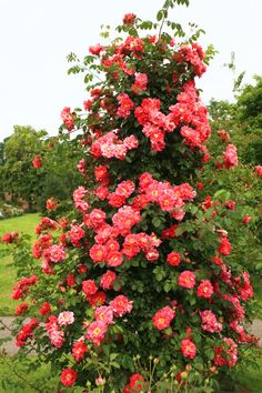 pink flowers blooming on the top of a tall bush in a green park area