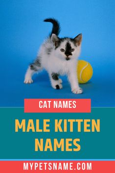 a kitten playing with a tennis ball on a blue and pink background that says cat names male kitten names