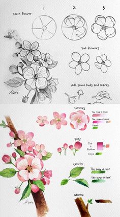 some flowers that are in different stages of blooming and being drawn on the paper