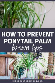 a potted plant with the words how to prevent ponytail palm brown tips