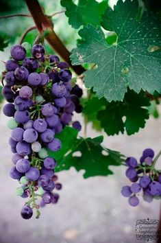 grapes growing on the vine with green leaves