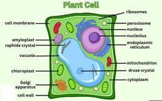 the structure of a plant cell