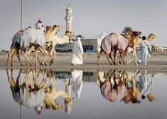 three camels are walking in front of a body of water and a white building