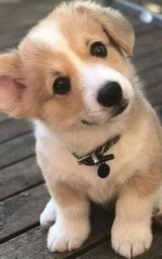 a brown and white puppy sitting on top of a wooden floor