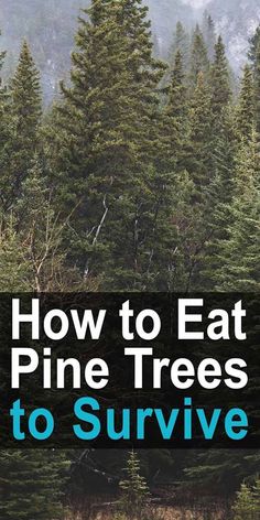 pine trees with the words how to eat pine trees to survive