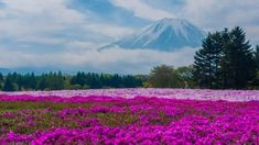 purple flowers in the foreground with a mountain in the background