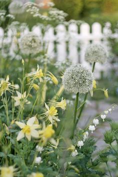 some white and yellow flowers in front of a white picket fence