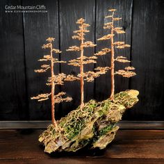 a small bonsai tree on top of a rock with moss growing out of it