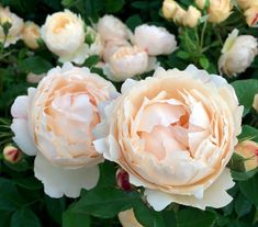 some white and pink flowers are in the grass