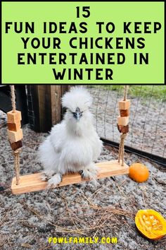 Fun Ideas to Keep Your Chickens Entertained Chicken Coop Entertainment Ideas, Chicken Boredom Buster, Chicken Boredom, Chicken Roost, Chickens In The Winter, Best Egg Laying Chickens, Chicken Nesting Boxes, Diy Chicken Coop Plans