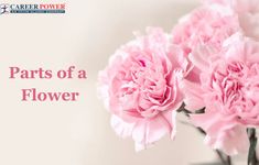 three pink flowers in a vase with the words parts of a flower written below it