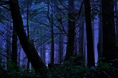 a dark forest filled with lots of tall trees