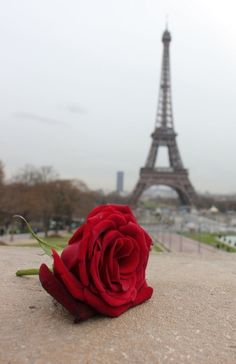 a red rose sitting in front of the eiffel tower