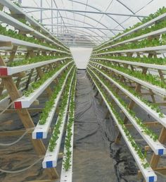 the inside of a greenhouse with rows of plants growing